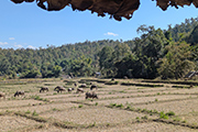 Mae Hong Son Loop - Tappa 2